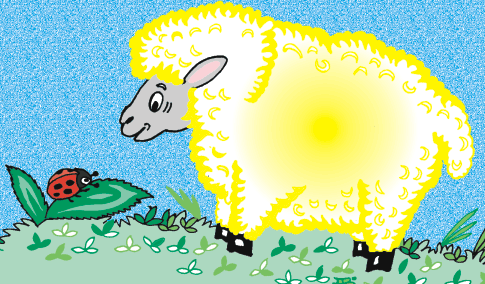 овца картинка овечки