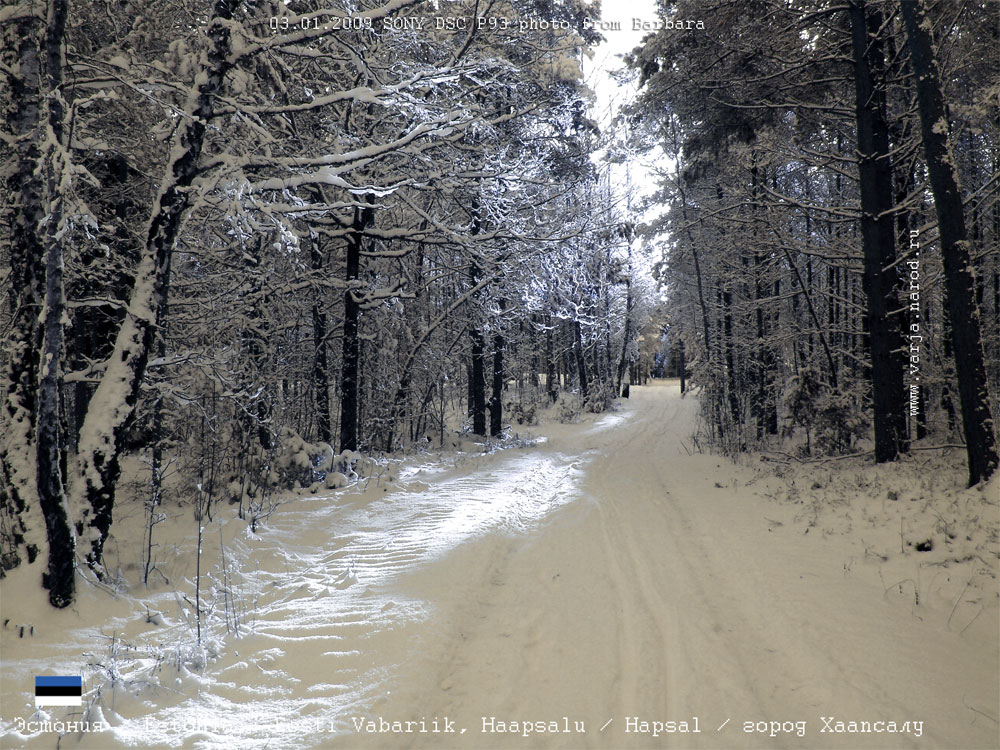 Зимняя снежная дорога в лесу в окрестностях города Хаапсалу