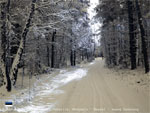 Зимняя лесная дорога