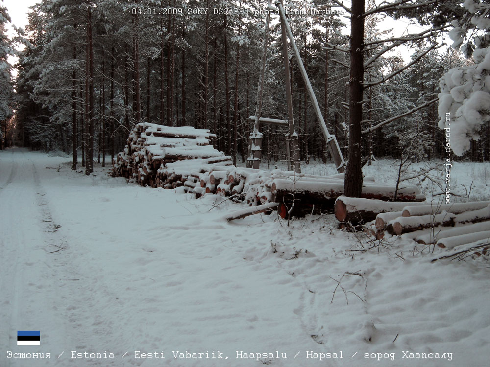Заснеженные бревна в зимнем лесу в окрестностях города Хаапсалу