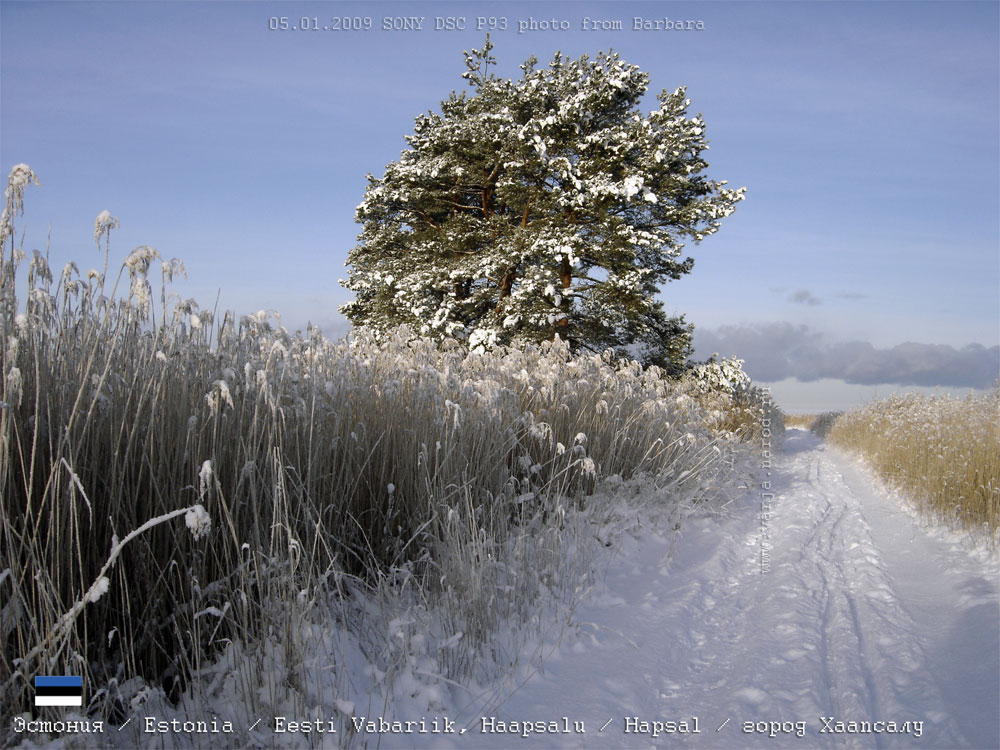 Сосна в снегу у зимней дороги в Хаапсалу