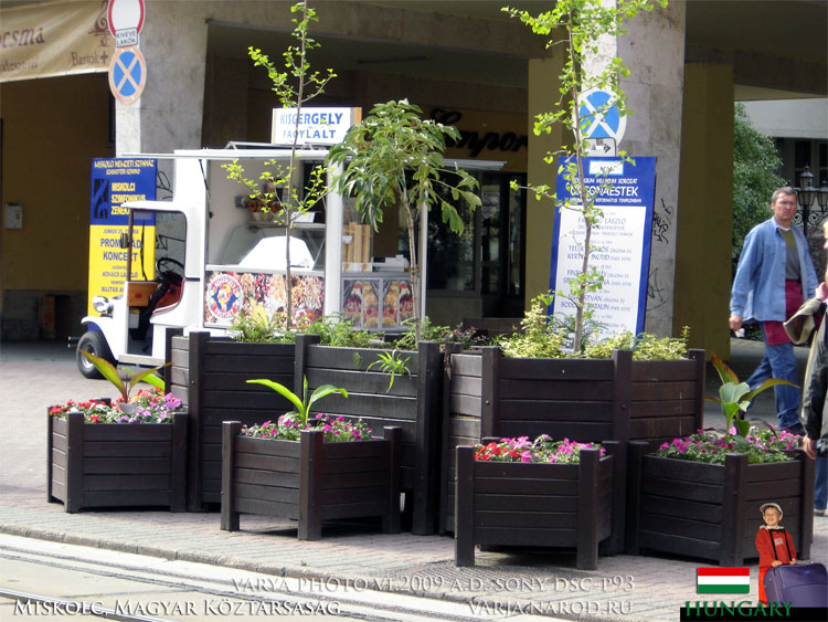 городские цветы в клумбах на улице города Мишкольц, в Венгрии